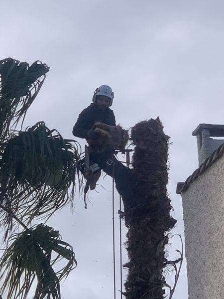 Grimpeur Majuro engagé sur la stipe d’un palmier dépérissant, en cours de démontage