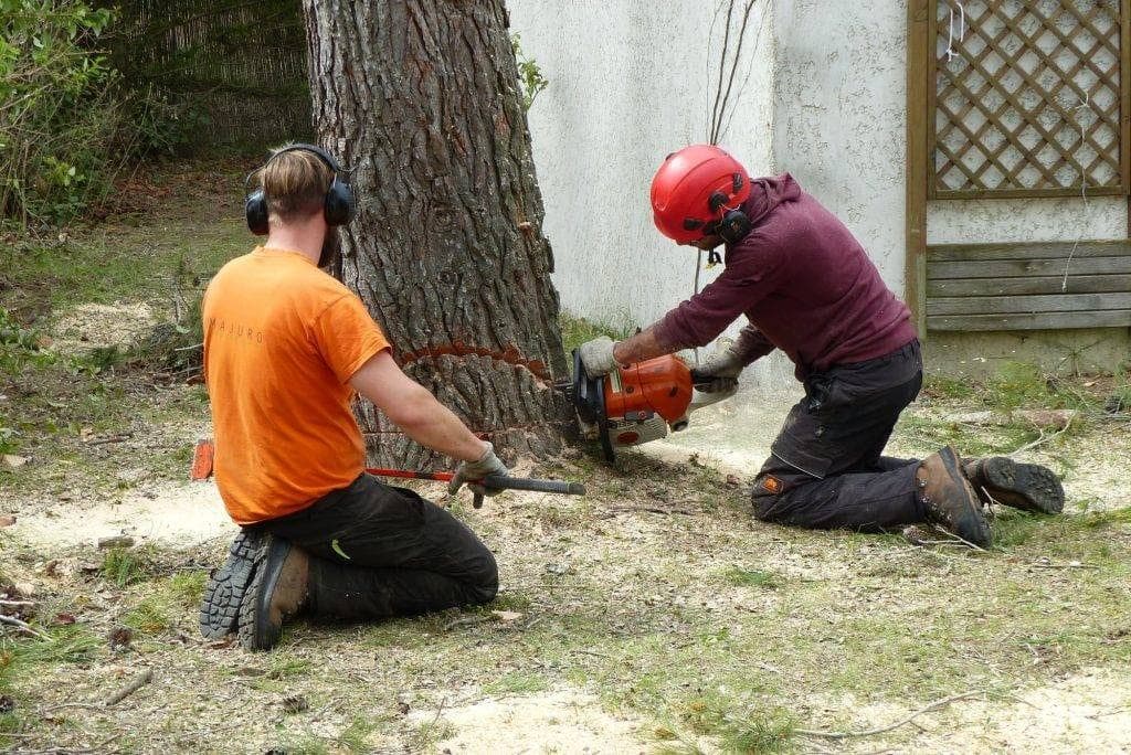 Deux ouvriers Majuro agenouillés au pied d’un gros pin, tronçonneuse engagée dans la coupe d’abattage
