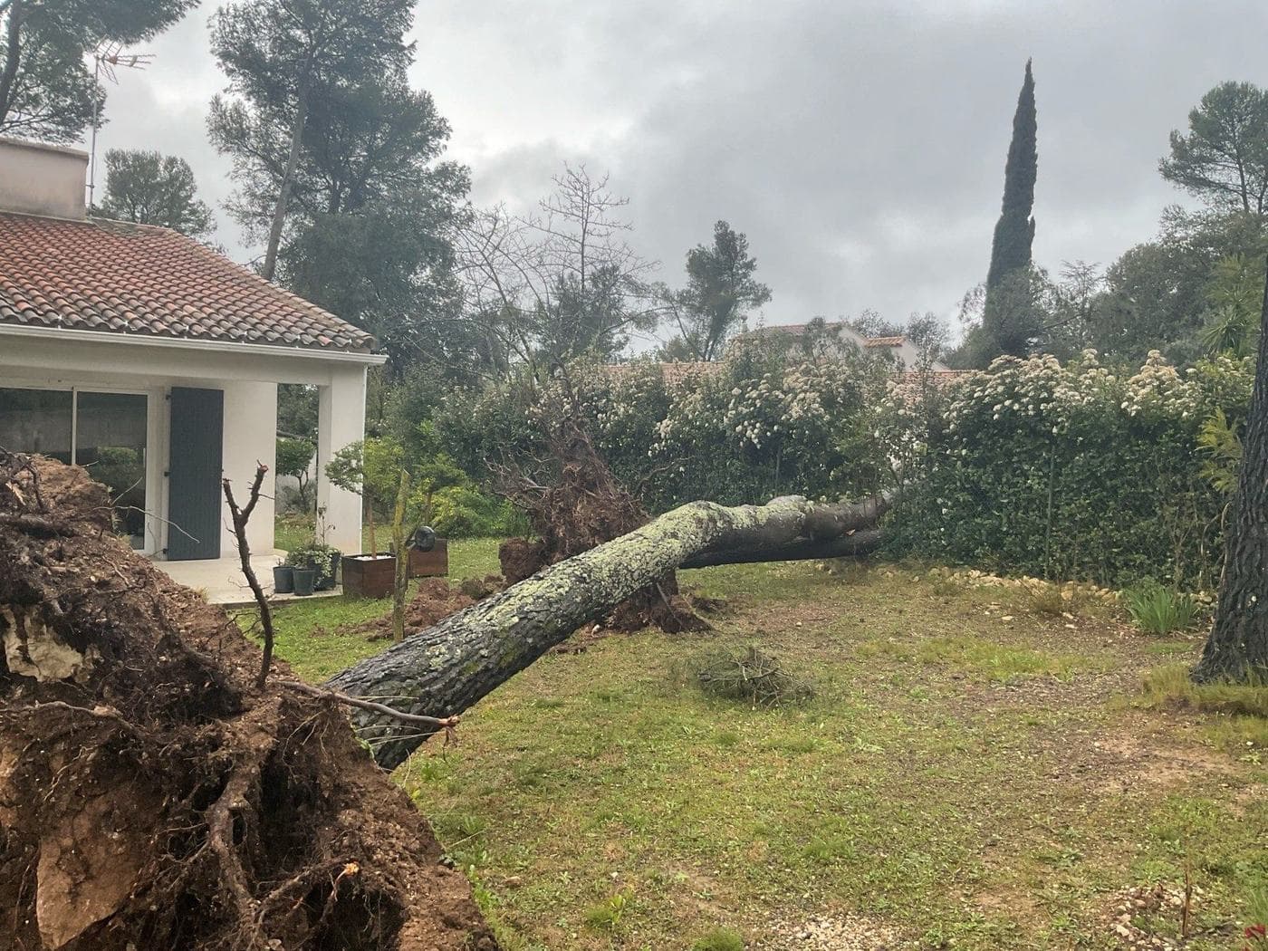 Arbre entièrement déraciné couché sur la pelouse d’un jardin, motte de racines dressée à côté de la maison