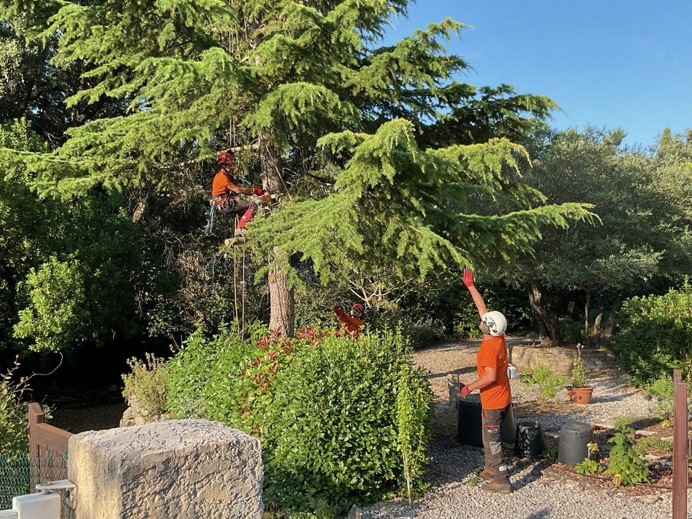 Grimpeur Majuro engagé dans le cèdre pendant qu’un homme de pied tient la corde de rétention depuis le jardin