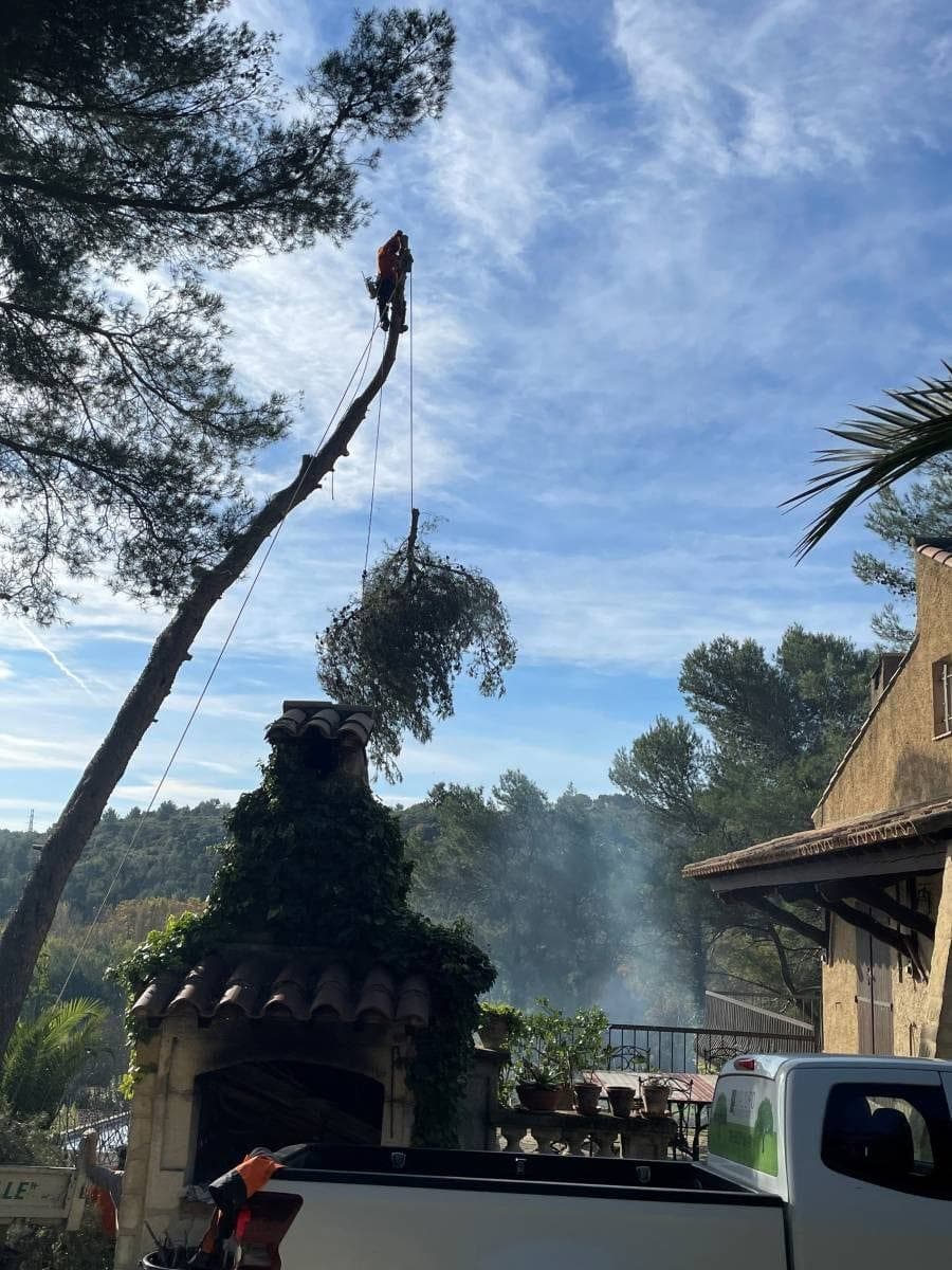Grimpeur Majuro au sommet du tronc écimé, dernier houppier du pin d’Alep suspendu à la corde au-dessus de la maison