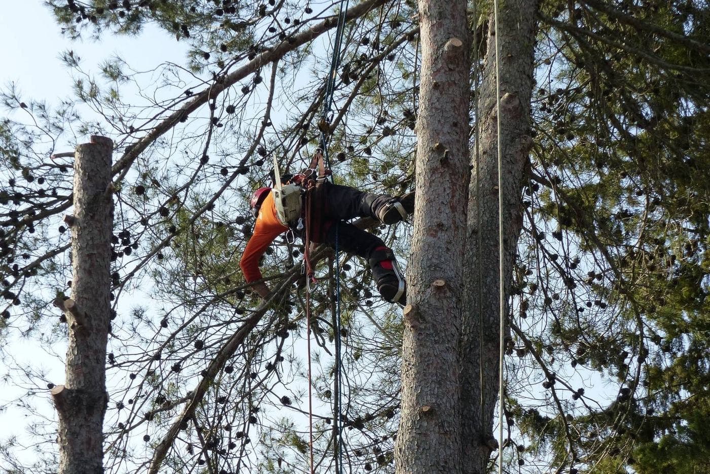Branche coupée retenue en l’air par la corde de rétention, grimpeur Majuro juste au-dessus