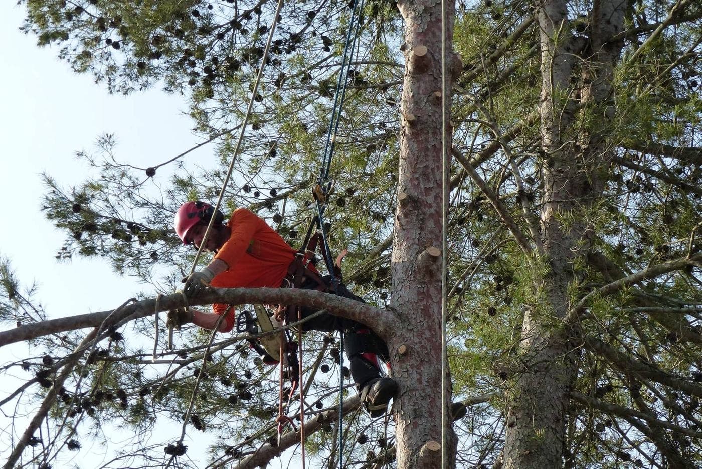 Grimpeur Majuro installé dans un pin, en train de préparer la rétention d’une branche