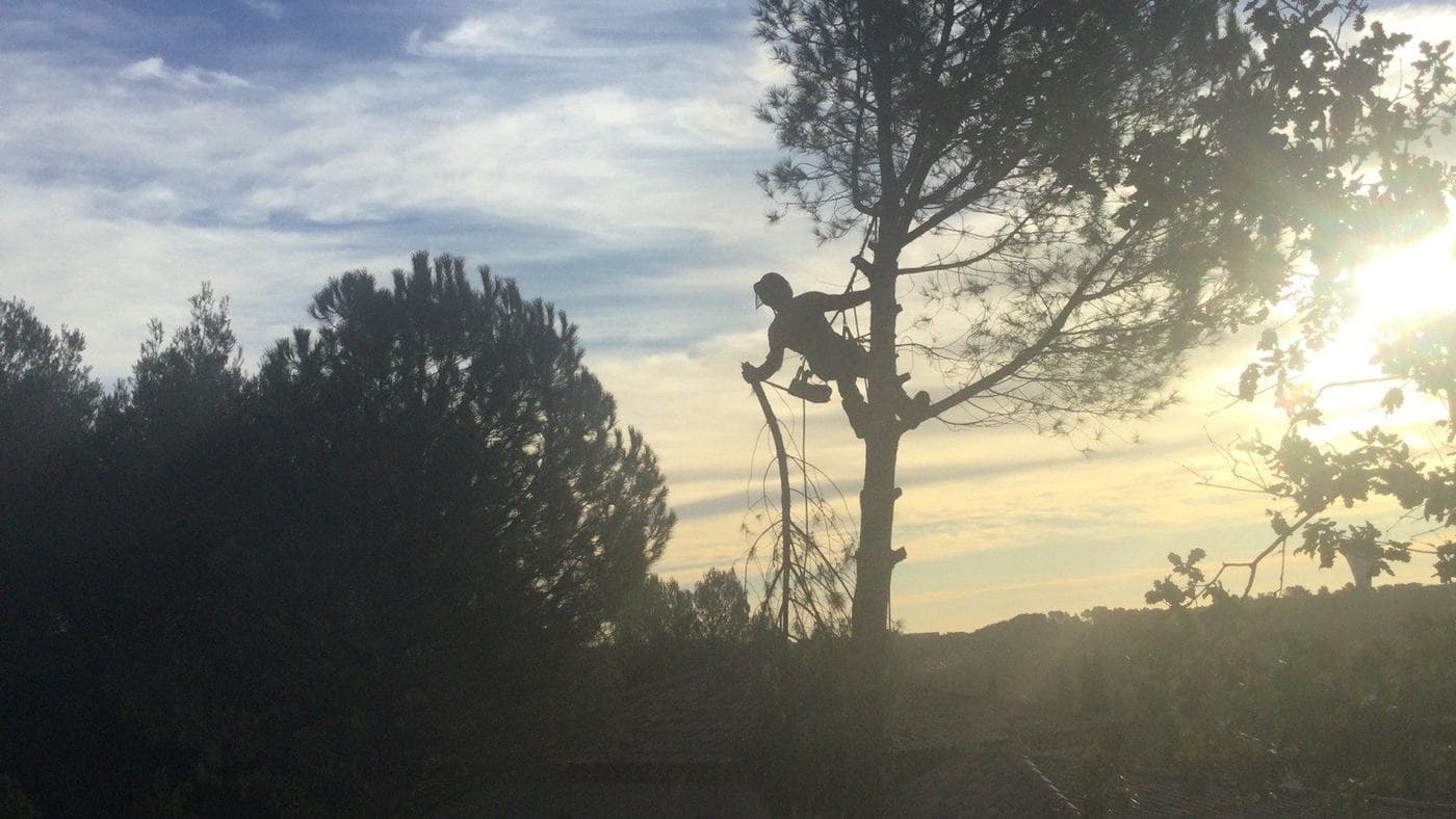 Silhouette d’un grimpeur Majuro en haut d’un pin d’Alep à contre-jour, en fin de journée