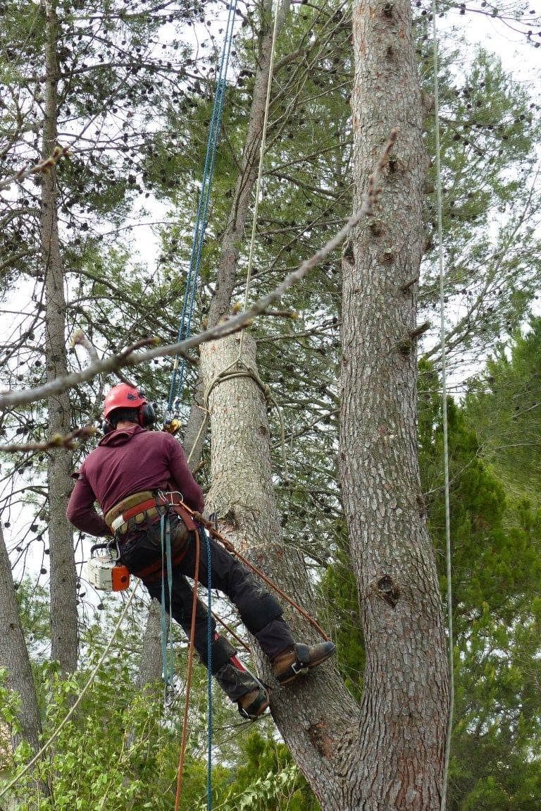 Grimpeur Majuro progressant aux griffes le long d’un gros tronc de pin, cordes de rétention tendues