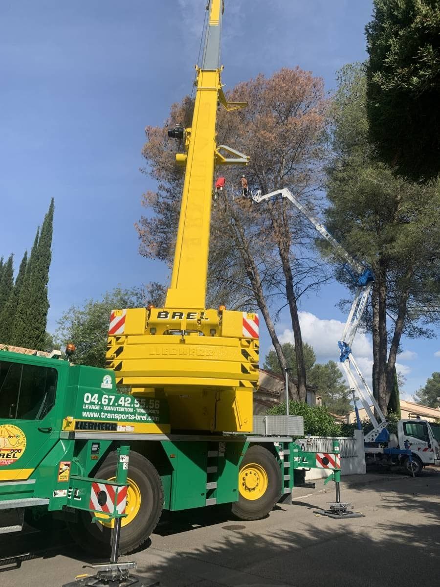 Grue mobile jaune stabilisée à côté du camion Majuro, flèche dressée vers le pin foudroyé