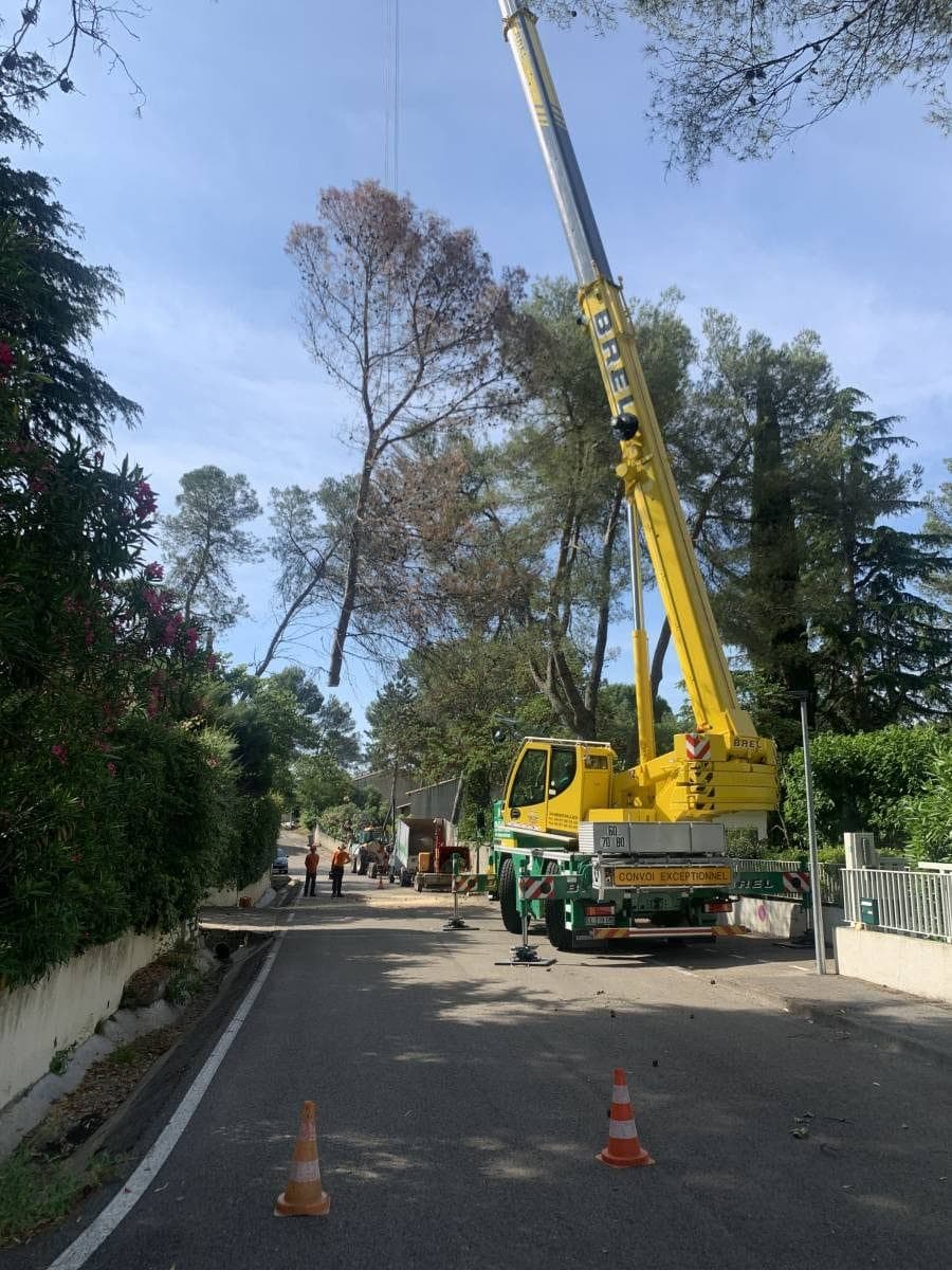 Grue mobile déployée sur la voirie, flèche levée au-dessus du pin d’Alep foudroyé