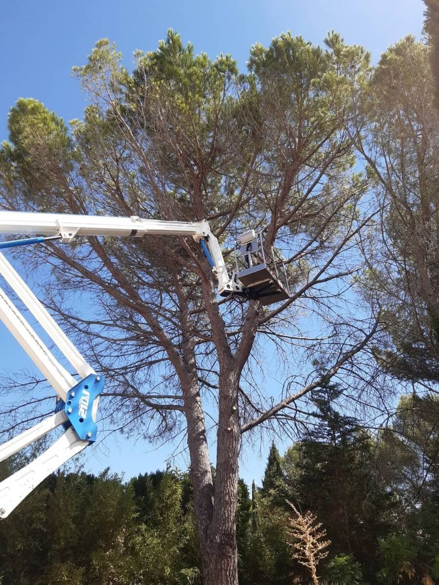 Nacelle Majuro déployée dans le houppier d’un pin pour le nettoyage du bois mort