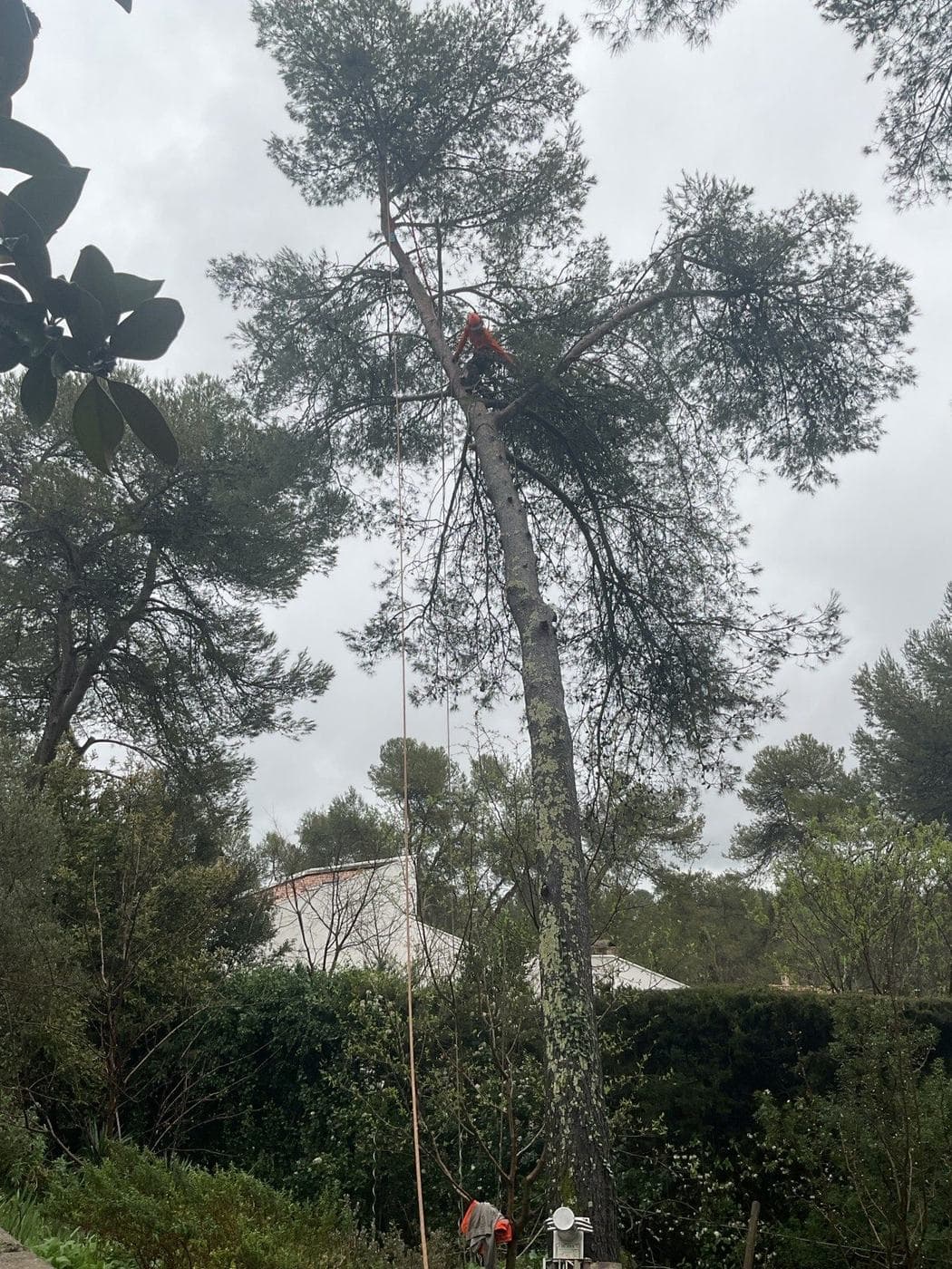 Pin cassé en hauteur après la tempête, grimpeur Majuro engagé dans le sujet pour le sécuriser