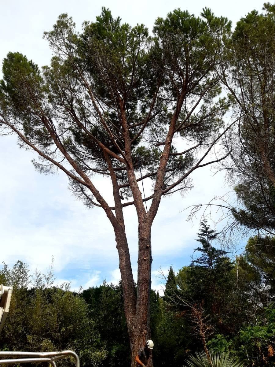 Grand pin parasol avant intervention, bois mort visible dans le houppier