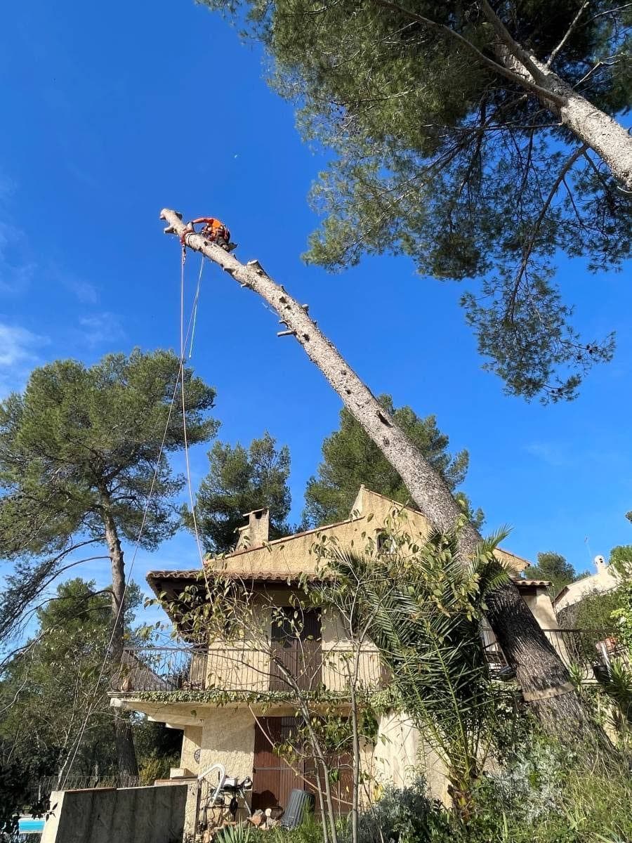 Pin d’Alep fortement incliné au-dessus d’une maison, grimpeur engagé sur le tronc penché