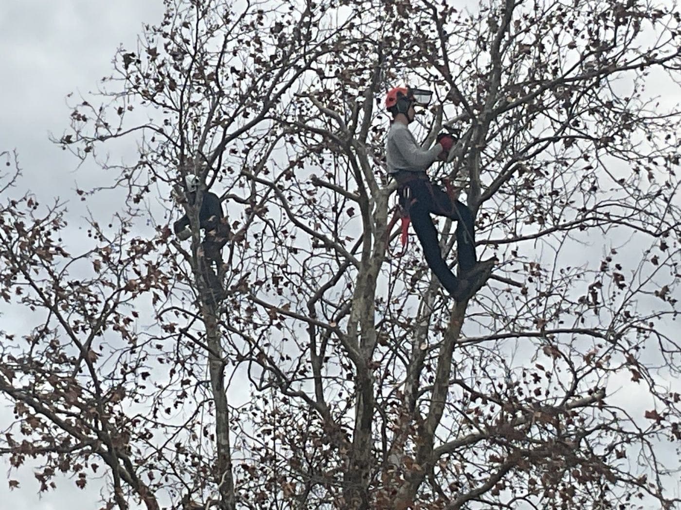 Deux élagueurs Majuro travaillant dans le houppier de platanes de la placette, en hiver, branches nues