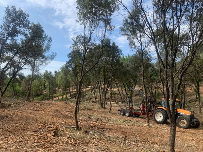 Parcelle de chênes et pins éclaircie après passage du tracteur et de la remorque forestière
