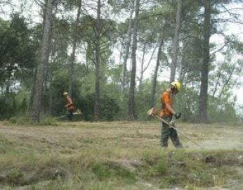 Deux débroussailleurs Majuro en ligne sous une pinède