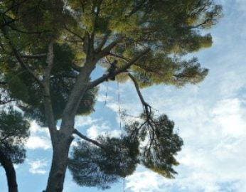 Grimpeur dans le houppier d’un grand pin parasol, agglomération de Montpellier