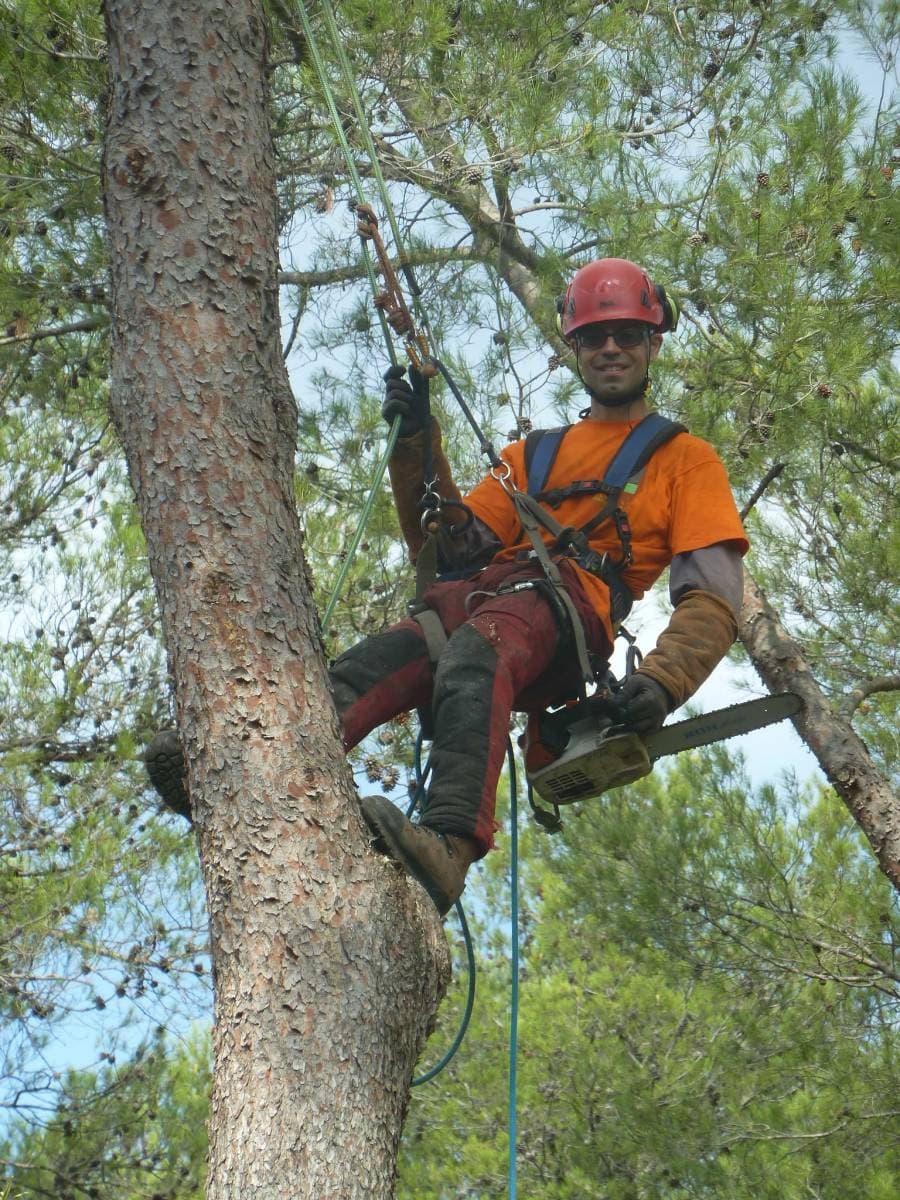 Élagueur-grimpeur Majuro harnaché dans un pin d’Alep, tronçonneuse à la main