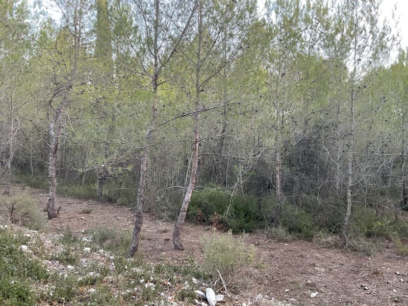 Jeune pinède au sous-bois débroussaillé et propre après intervention