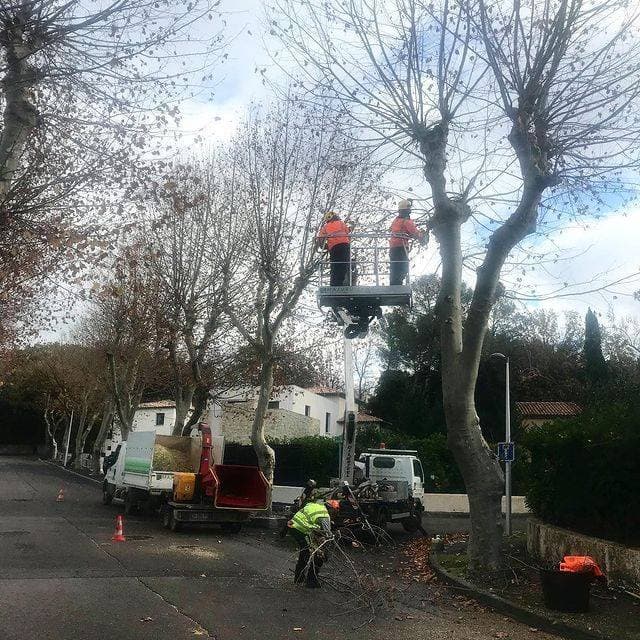 Taille des platanes d’alignement en nacelle avec broyeur, pour la commune de Saint-Gély-du-Fesc